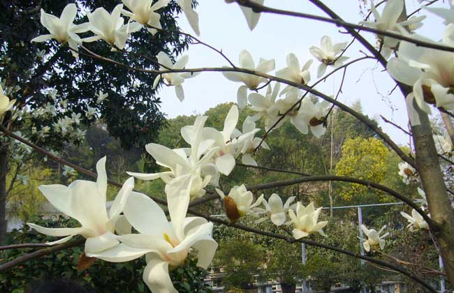 白兰花有什么作用