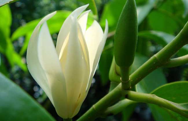 白兰花怎么养