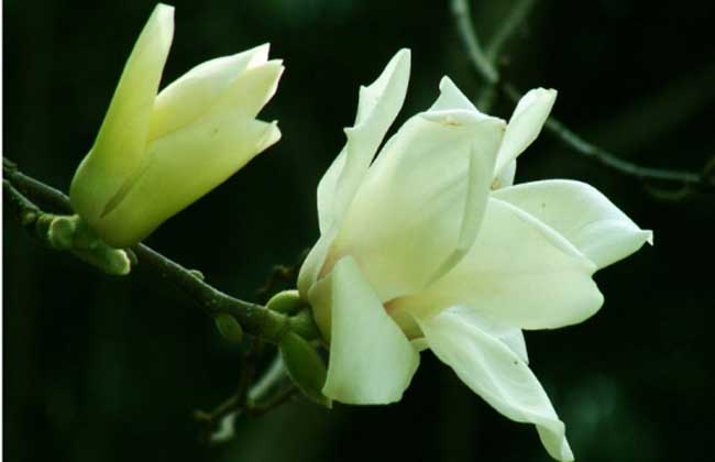 白兰花