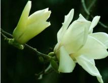 白兰花