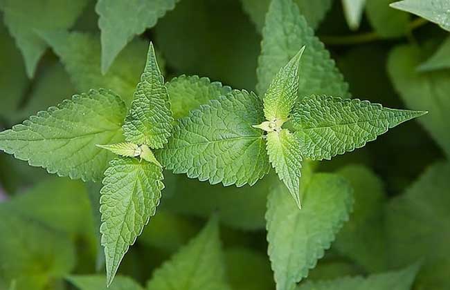 薄荷