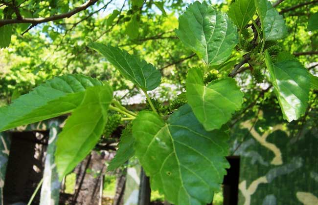 桑树的种植技术视频