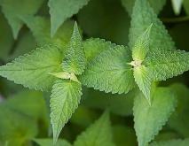 薄荷