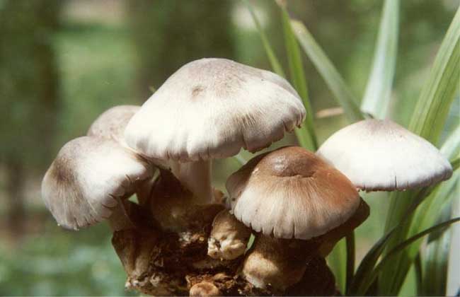 草菇种植新技术