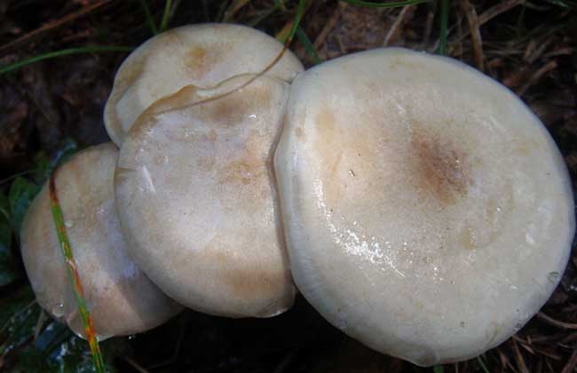 草菇能放冰箱保存吗
