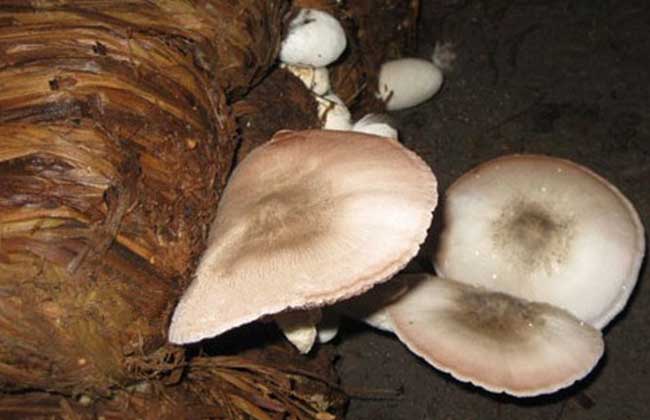 草菇能放冰箱保存吗