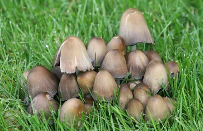 草菇能放冰箱保存吗