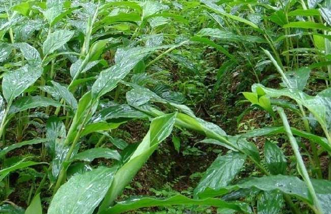 草果栽培技术视频