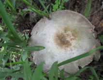 草菇种植技术视频