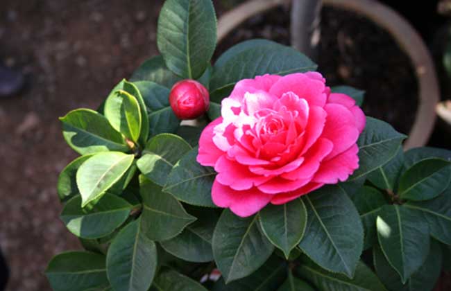 山茶花