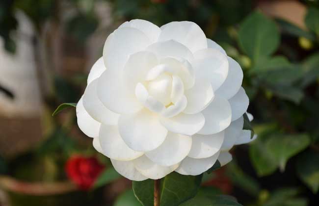 山茶花的品种大全