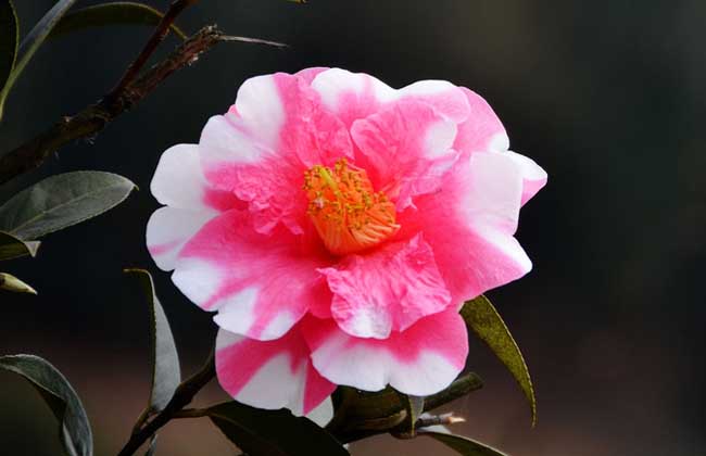 山茶花的养殖方法