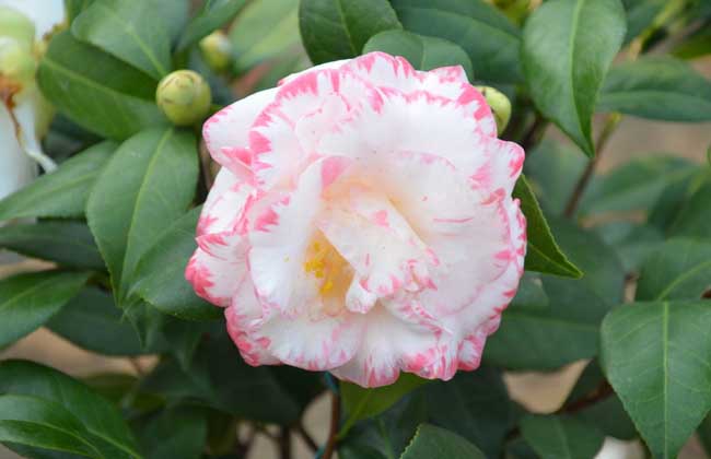 茶花品种图片