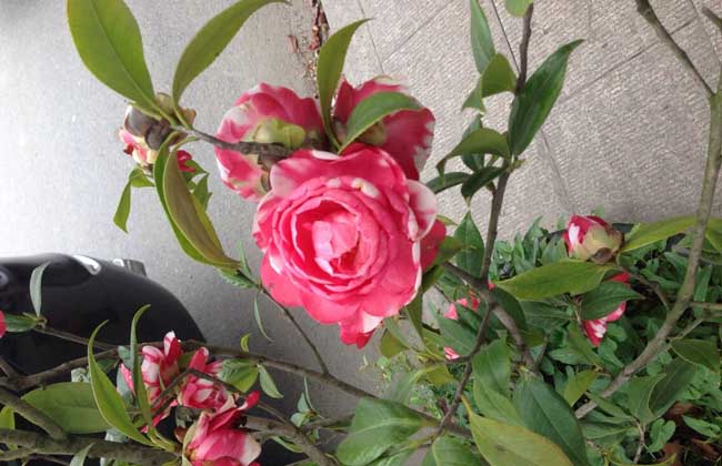 紫花金心