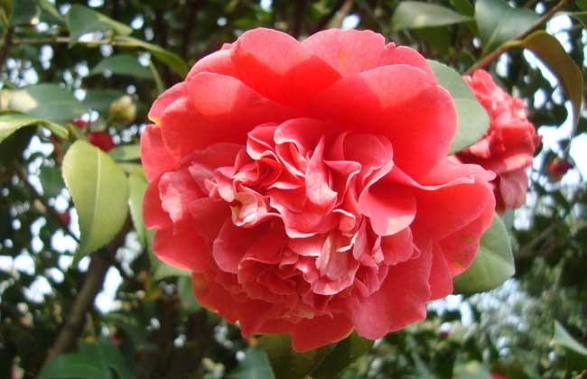 茶树、茶树花、茶花、花茶的区别