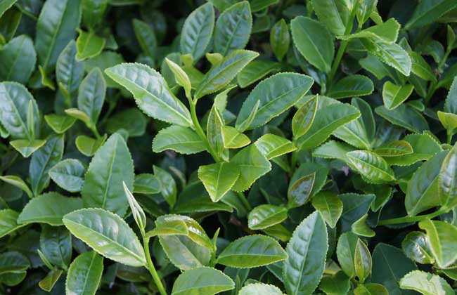 茶树