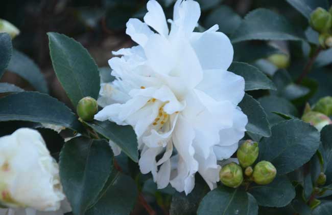 山茶树种植技术视频