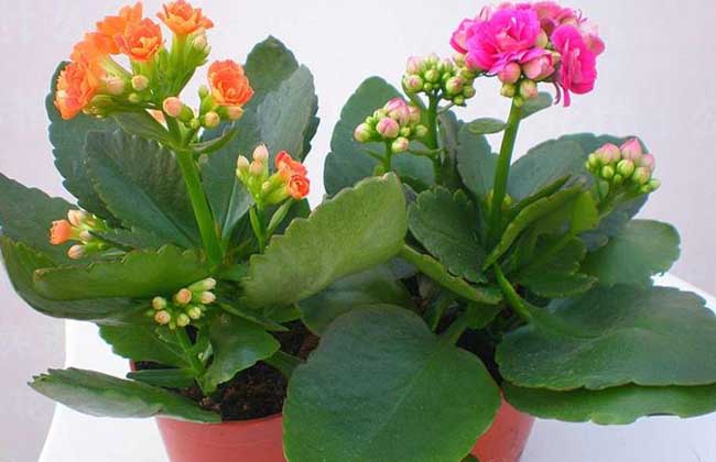 长寿花