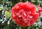 茶树、茶树花、茶花、花茶的区别