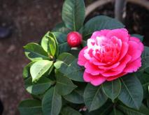 山茶花