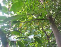 沉香树种植技术视频