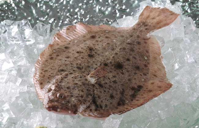 多宝鱼是海鱼还是淡水鱼？
