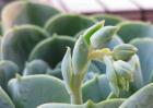 观音莲开花吗？