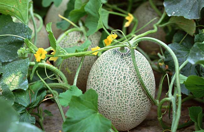 哈密瓜种植技术视频