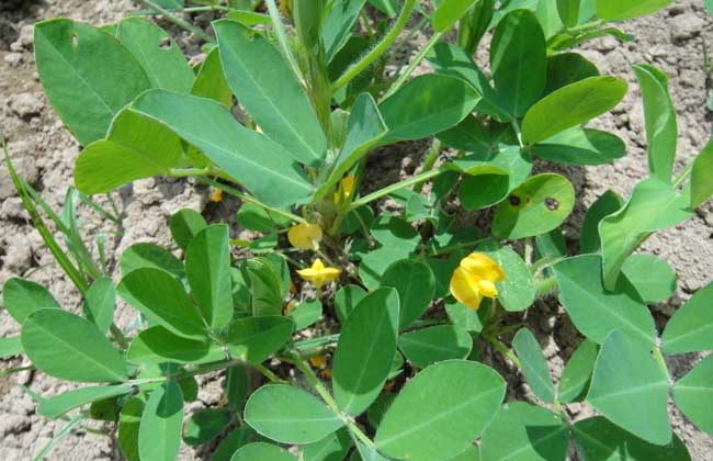 花生种植技术视频