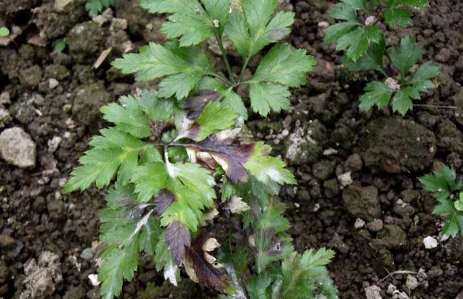黄连种植技术视频