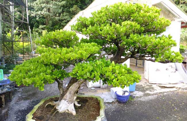 黄杨盆景的养殖方法