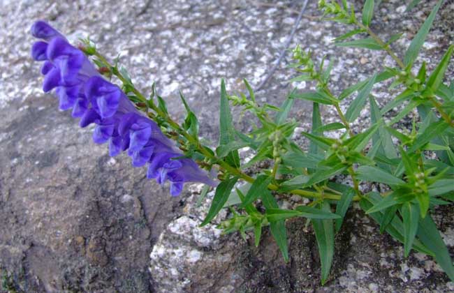 黄芩种植技术视频