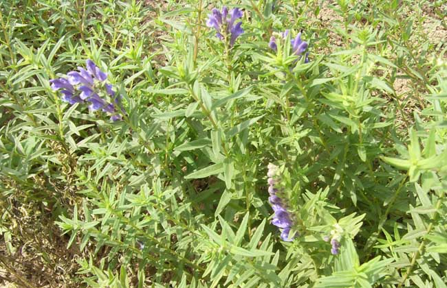 黄芩种植技术视频