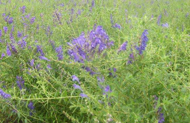 黄芩种植技术视频