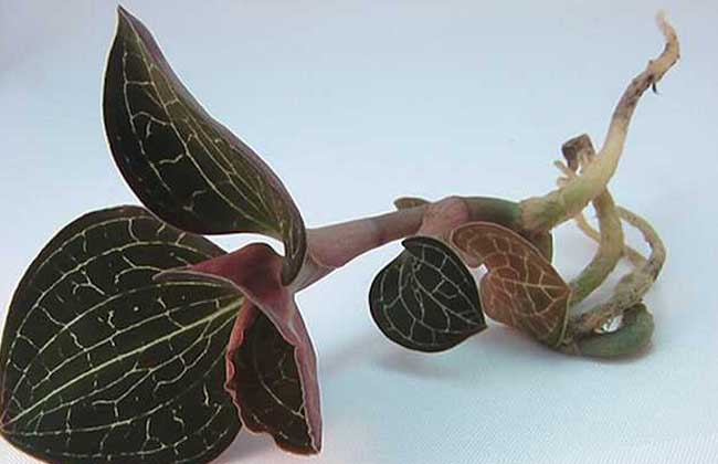 金线莲的种植技术