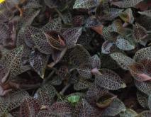 金线莲种植技术视频