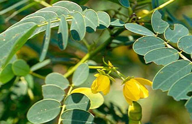 决明子的种植技术