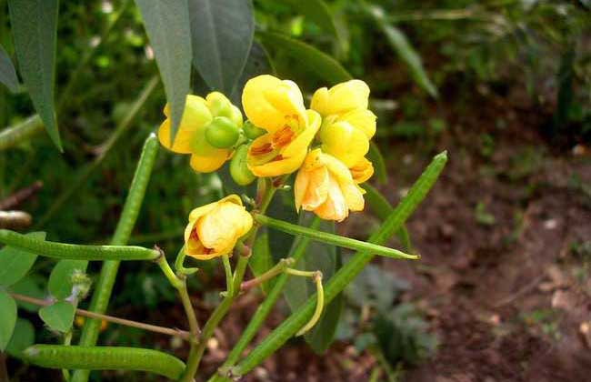 决明子种植技术