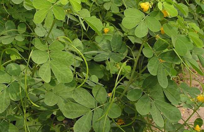 决明子种植技术