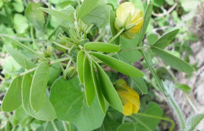 决明子种植技术