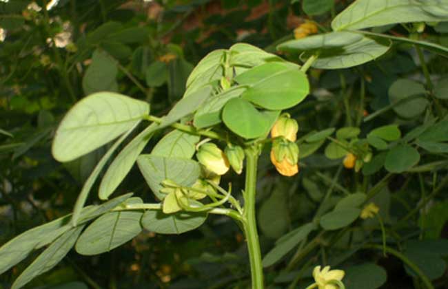 决明子种植技术