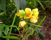 决明子种植技术视频