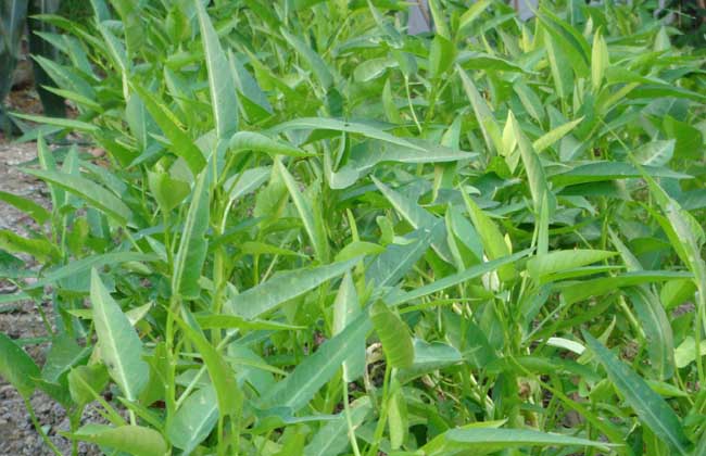 空心菜病虫害防治技术