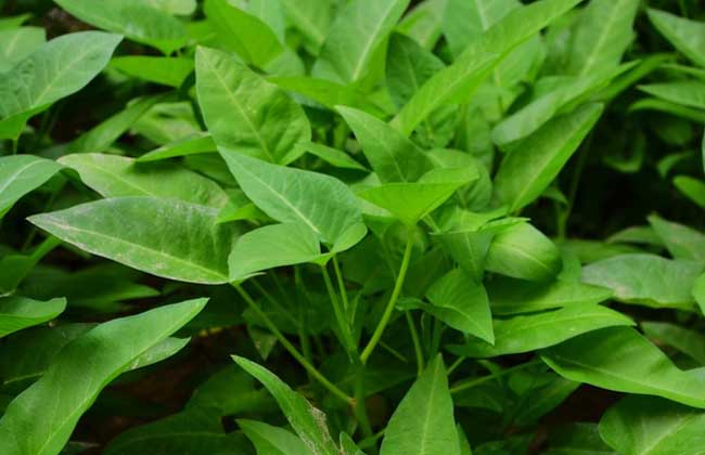 空心菜种植技术