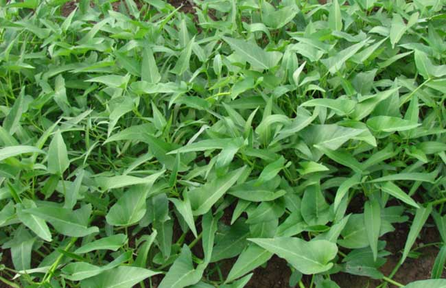 空心菜种植技术