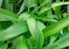 空心菜大棚种植技术