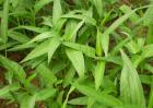 空心菜病虫害防治技术