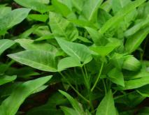 空心菜种植技术视频