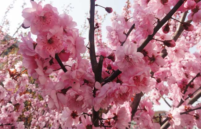 梅花