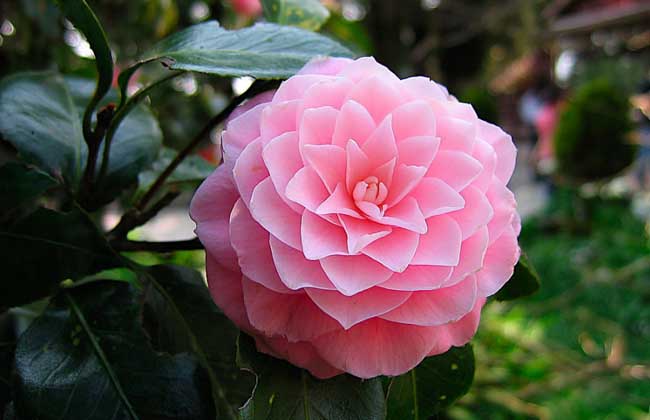 中国十大名花